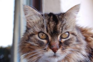 Chalone_featured_image