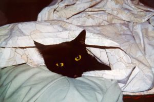 CYBELE_featured_image