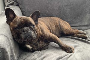 Fonzy_featured_image