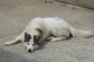 Altesse_featured_image