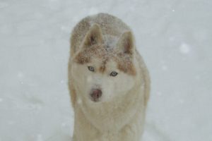 Volkan_featured_image