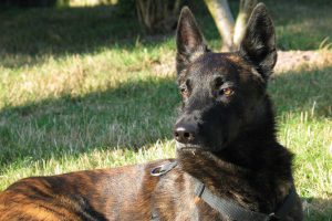 Wallace_featured_image