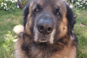 Aslan_featured_image