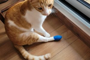 VALLEE_featured_image