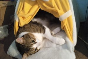 Polastron_featured_image