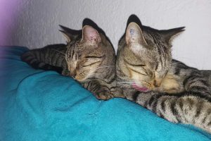 Rauscher_featured_image