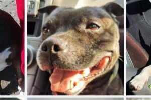 Dalmasso_featured_image