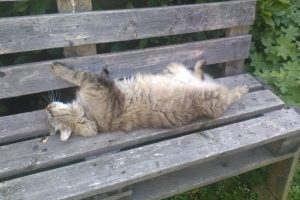 Cocquelin_featured_image