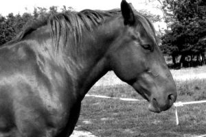 MULLER_featured_image