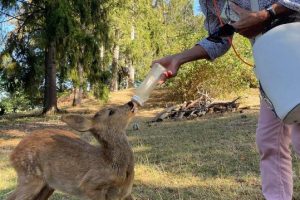 Jouve_featured_image