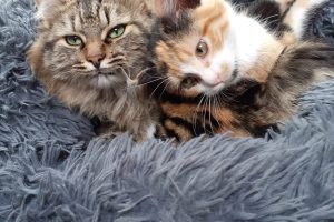 Gimenez_featured_image