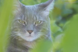 Monvoisin_featured_image