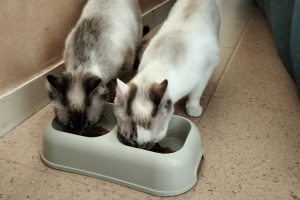 Badaut_featured_image