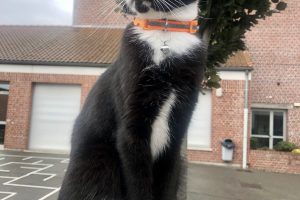 Brulin_featured_image