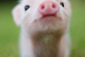 OPPLIGER_featured_image