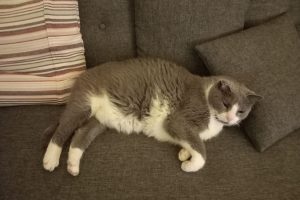 Rigaud_featured_image