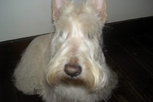 BRACCO_featured_image