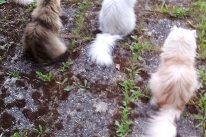 BOTTA_featured_image