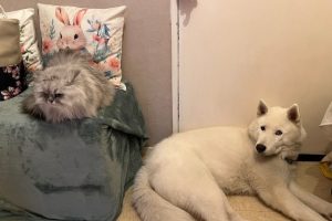 DUCLOS_featured_image