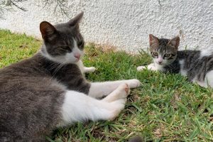 Ruelle_featured_image