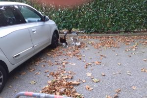 Pirot_featured_image