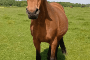 Jivanka_featured_image