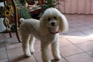 18 Thaïs_featured_image