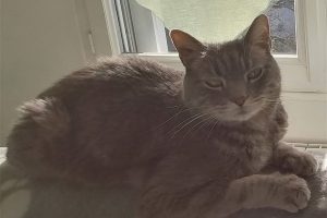 Loulou_featured_image