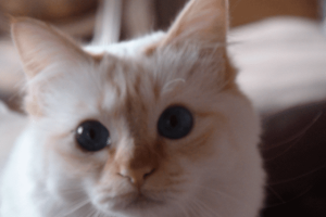 Daisy_featured_image